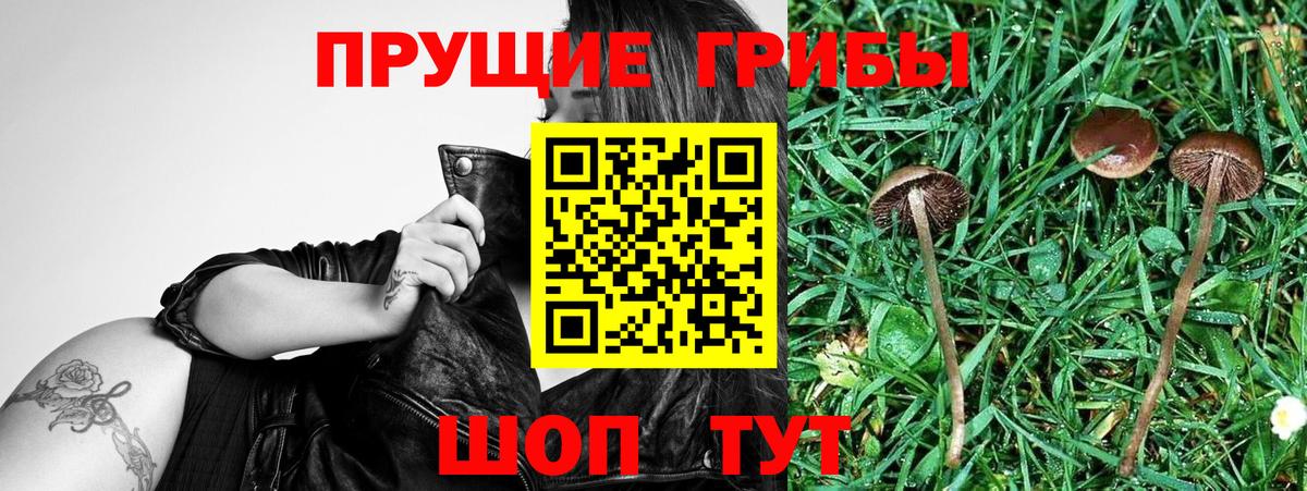 Галлюциногенные грибы MAGIC MUSHROOMS  Вход с VPN  Тамбов 